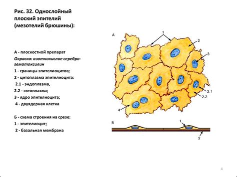 Эпителиальные ткани. Покровные эпителии - презентация онлайн
