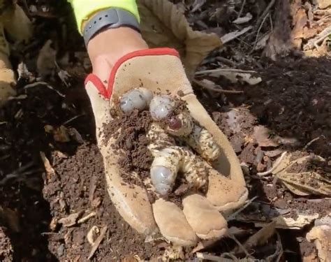 Coconut rhinoceros beetle found on Big Island : Kauai Now