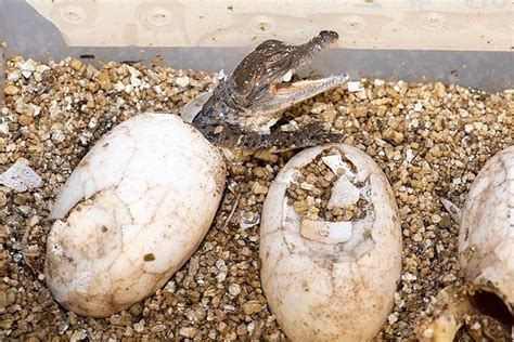 Zoo Miami welcomes endangered baby Orinoco crocodiles - WSVN 7News ...