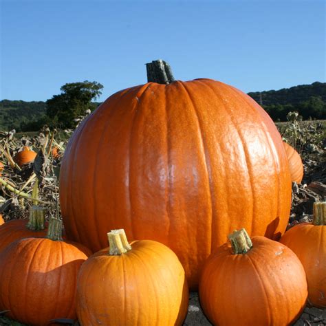 Pumpkin & Squash - Pumpkin Moon