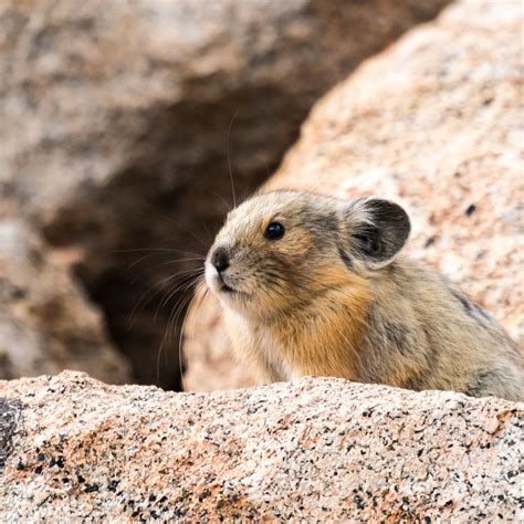 The American pika | Colorado Pika Project