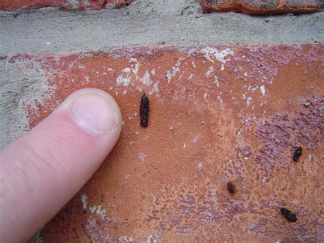 What Do Bat Droppings Look Like