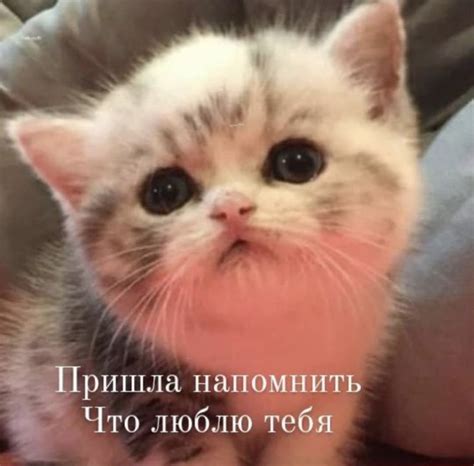 Очень очень сильно | Funny looking cats, Cat memes, Cute memes