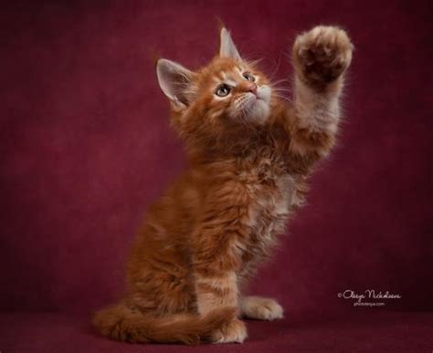 кошки / выставки cats / shows