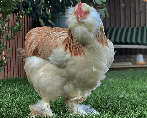 5 Great Egg-Layers With Fluffy Feathered Feet | Chicken Fans