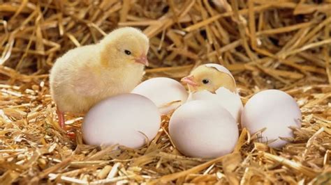 Foto de pollito saliendo del huevo - Imagui