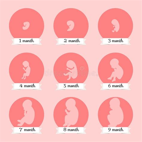 Prenatal Period Stock Illustrations – 235 Prenatal Period Stock ...