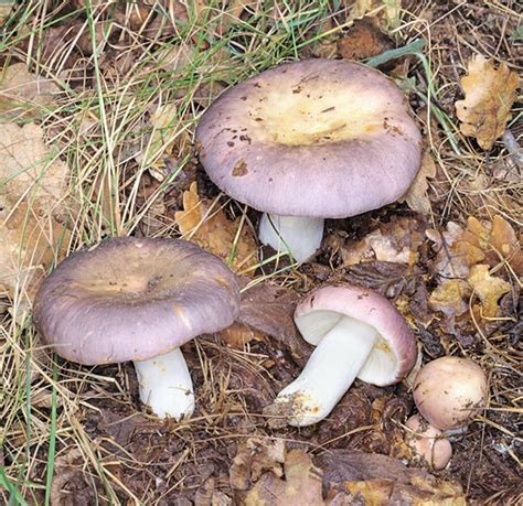 Russula cyanoxantha - Monaco Nature Encyclopedia