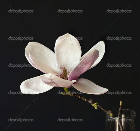 Цветы магнолии — Стоковое фото © artnature #43512191