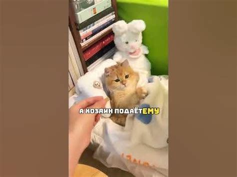 Кот лежит на кровати и смотрит мультики - YouTube