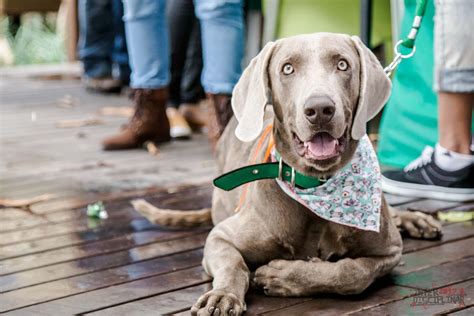 Bacharelado em Medicina Veterinária | UNIBRA
