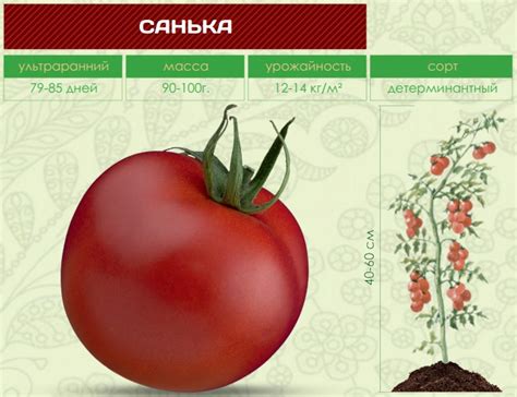 Помидоры САНЬКА