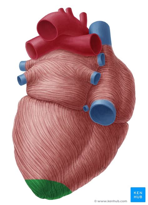 Heart auscultation and percussion: Anatomy and technique | Kenhub