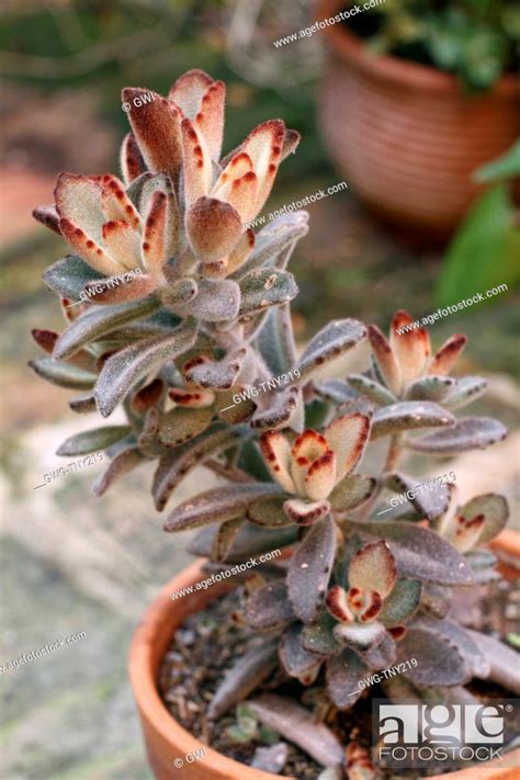 KALANCHOE TOMENTOSA, Stock Photo, Picture And Rights Managed Image. Pic ...