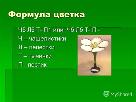 Презентация на тему: "Семейство розоцветные Представлены 120 родами ...