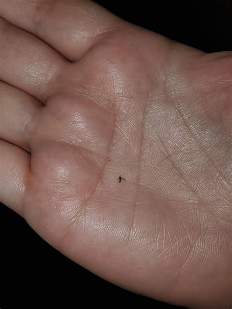 My mother has a bunch of these tiny flies hovering near her indoor