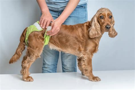 Quanto Tempo A Cachorra Menstrua - Ciclo menstrual da cadela