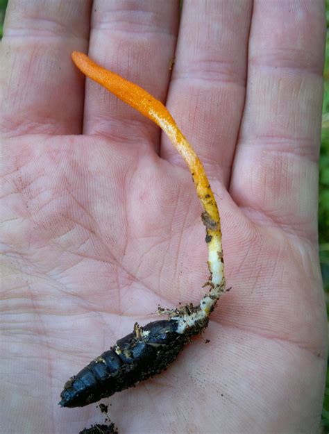 The Wild History Of Mushroom Cordyceps Is Surprisingly Quite Strange - RYZE Superfoods