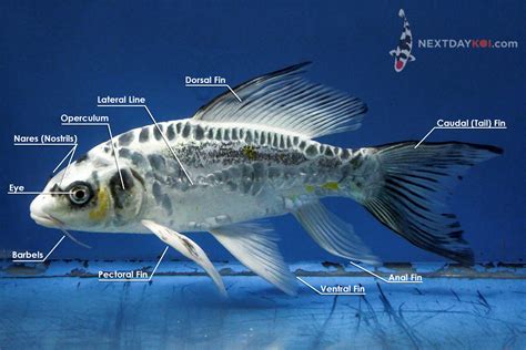 External Koi Fish Anatomy | Next Day Koi