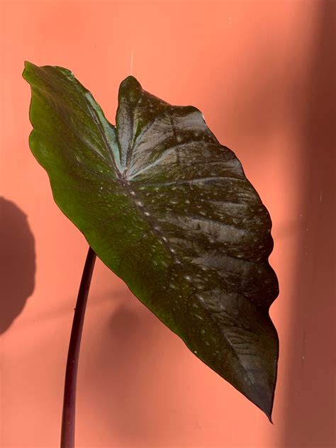 Beeches Nursery - Growing Colocasia esculenta 'Black... | Facebook