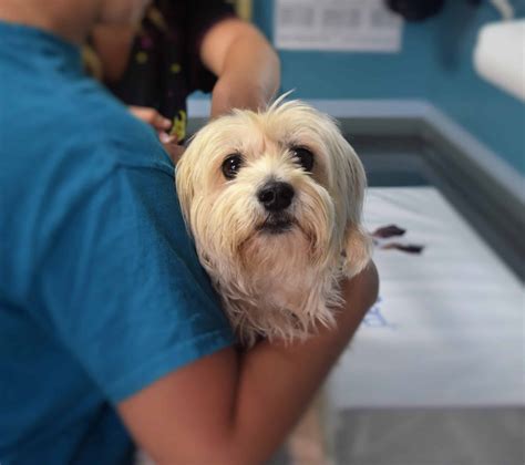 5+ Low Cost Pet Care Resources in ND