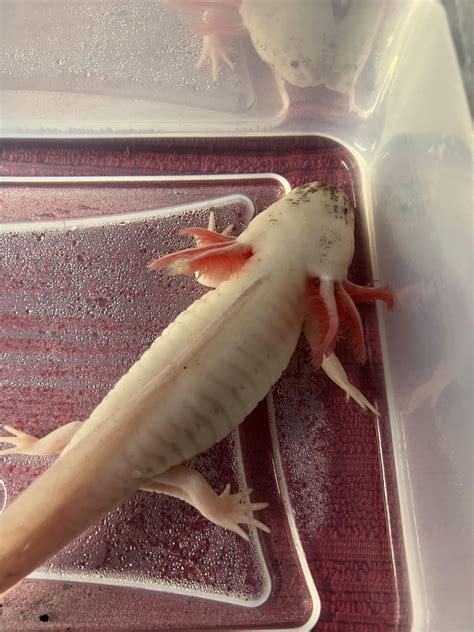How long does fungus last ? : r/axolotls