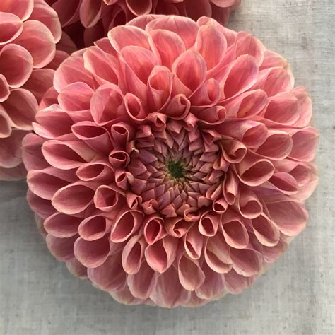 Clearview Peachy Dahlia Tuber — Mountain Roots Produce