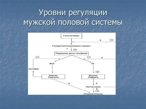 Анатомия и физиология мужской репродуктивной системы - презентация онлайн