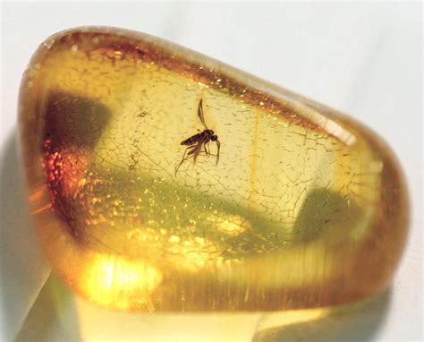 Insects in amber | Янтарь, Минералы, Ископаемые