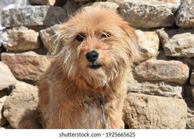10 Ladakhi Dog Images, Stock Photos & Vectors | Shutterstock