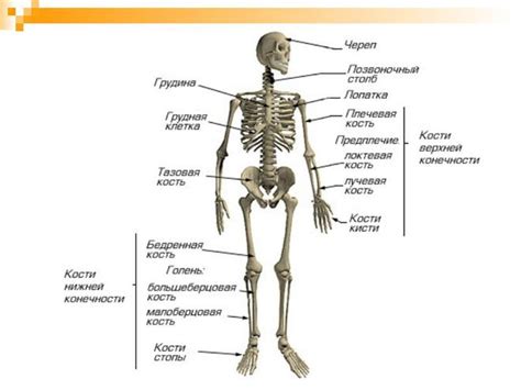 Как называются все части руки человека?