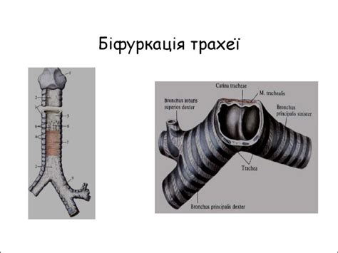 Будова та розвиток дихальної системи - презентация онлайн