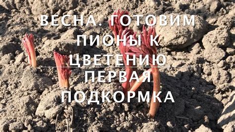 Весна. Готовим пионы к цветению. Первая подкормка. - YouTube
