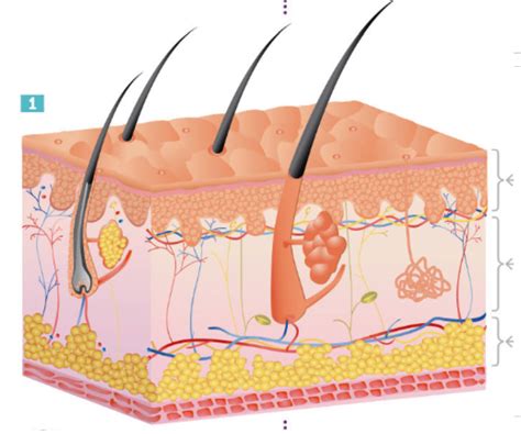 apparato tegumentario genially