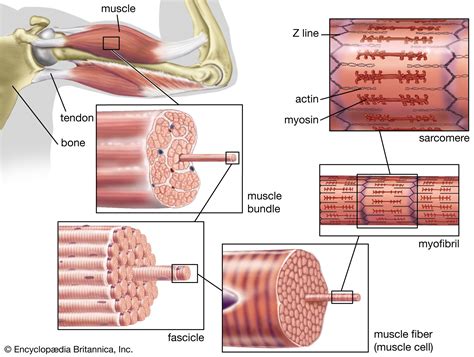 Intercalated disc | anatomy | Britannica