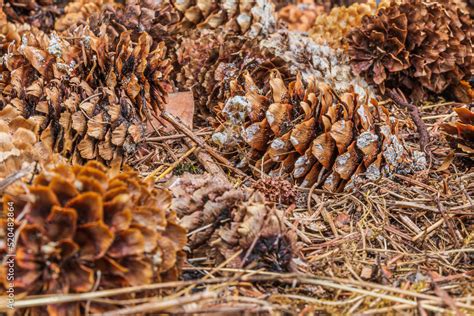 how to open pine cones