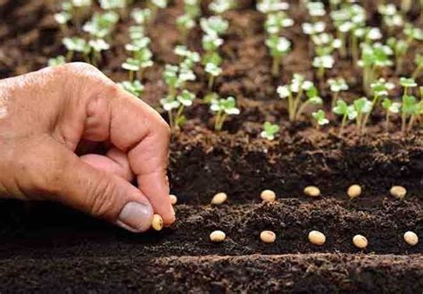 pengertian benih struktur pembentukan jenis  vitalitas ilmu