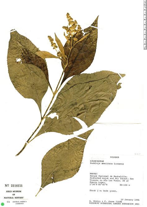 Buddleja americana | Rapid Reference | The Field Museum
