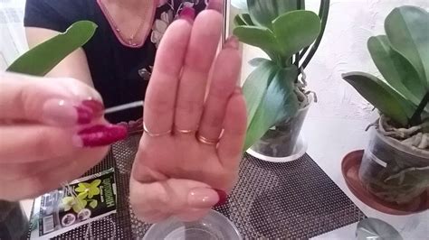 Цитокининовая паста. Часть 1. Применяю ее для своих орхидей, ждем ...