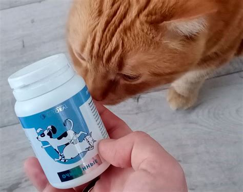 Корм для кошек Unocat: виды, состав, обзор линеек сухих и влажных ...