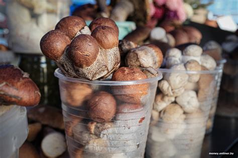 Их что, косами срезают? Грибы заполонили Комаровку