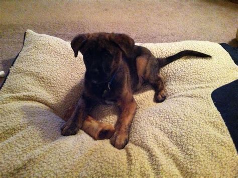 Erebus - Bullmastiff/German Shepherd Mix