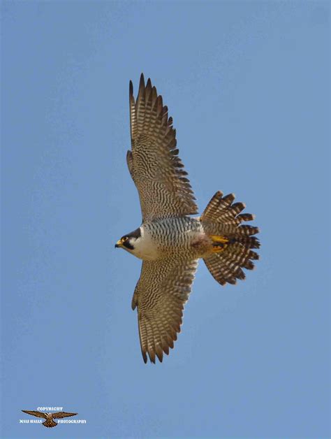 Peregrine Falcon 4392.jpg | BirdForum