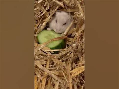 Мышь ест🐭🥒💚 - YouTube