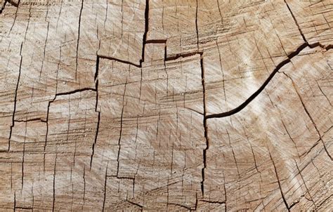 Wallpaper background, tree, texture images for desktop, section ...