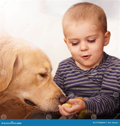 Golden Retriever, Child and Feeding of a Dog Food from Hand for Love
