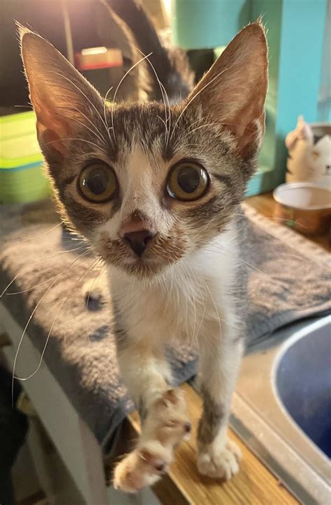 Cat Rescue Kittens — Pretty Kitty Miami-Dade Rescue