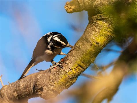 What Do Downy Woodpeckers Eat? (Complete Guide) | Bird Fact