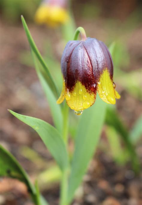 How to Grow and Care for Fritillaria - Florissa