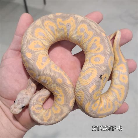 acid black pastel banana clown ball python  kittinger reptiles